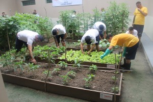 Imagem da notícia - Detentos de Itacoatiara trabalham em horta orgânica para a própria alimentação